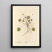 Violette de mars - Elizabeth Blackwell — framed artwork on a wall