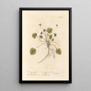 Violette de mars - Elizabeth Blackwell — framed artwork on a wall