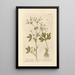 Marsh Marigold Painting - Elizabeth Blackwell — framed artwork on a wall