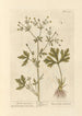 Marsh Marigold Painting - Elizabeth Blackwell — artwork view