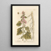 Guimauve - Elizabeth Blackwell — framed artwork on a wall