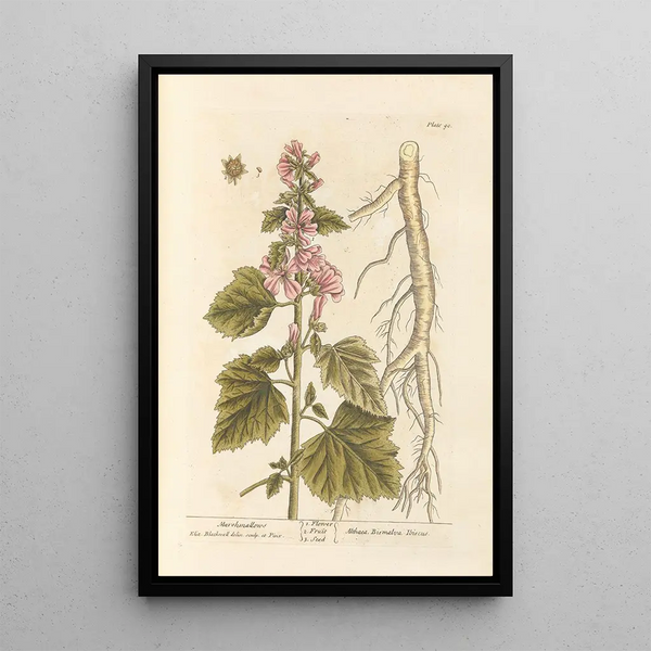 Guimauve - Elizabeth Blackwell — framed artwork on a wall