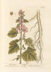 Guimauve - Elizabeth Blackwell — artwork view