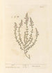 Marum - Elizabeth Blackwell — artwork view