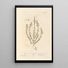 Marum - Elizabeth Blackwell — framed artwork on a wall