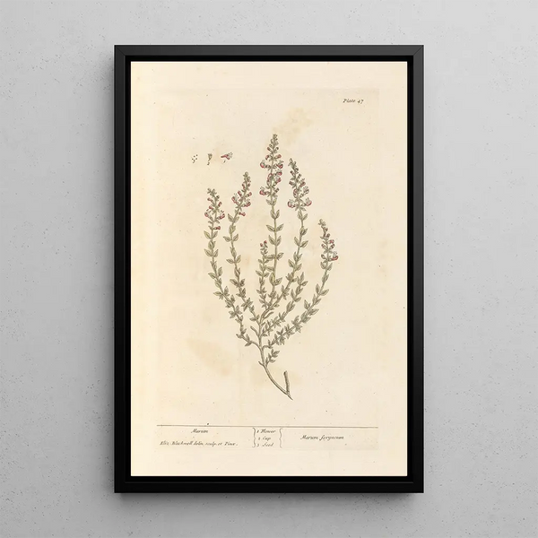 Marum - Elizabeth Blackwell — framed artwork on a wall