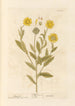 Calendula - Elizabeth Blackwell — artwork view