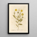 Calendula - Elizabeth Blackwell — framed artwork on a wall