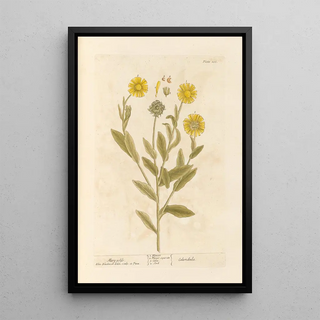 Calendula - Elizabeth Blackwell — framed artwork on a wall