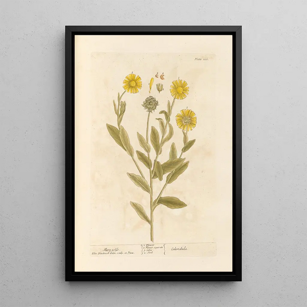 Calendula - Elizabeth Blackwell — framed artwork on a wall