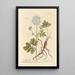 Imperial - Elizabeth Blackwell — framed artwork on a wall