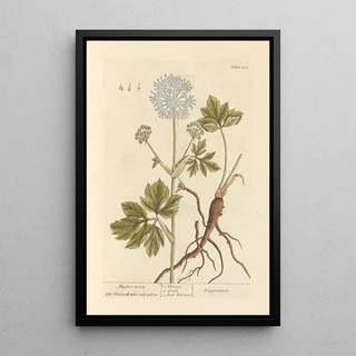 Imperial - Elizabeth Blackwell — framed artwork on a wall