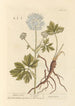 Imperial - Elizabeth Blackwell — artwork view