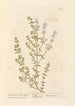 Thym mastich ou herbe mastich - Elizabeth Blackwell — artwork view