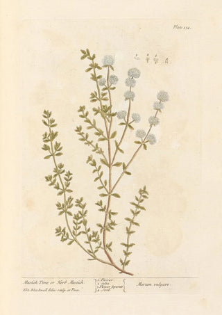 Thym mastich ou herbe mastich - Elizabeth Blackwell — artwork view