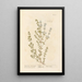 Thym mastich ou herbe mastich - Elizabeth Blackwell — framed artwork on a wall