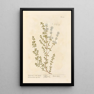 Thym mastich ou herbe mastich - Elizabeth Blackwell — framed artwork on a wall