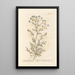 Camomille fétide ou matricaire - Elizabeth Blackwell — framed artwork on a wall