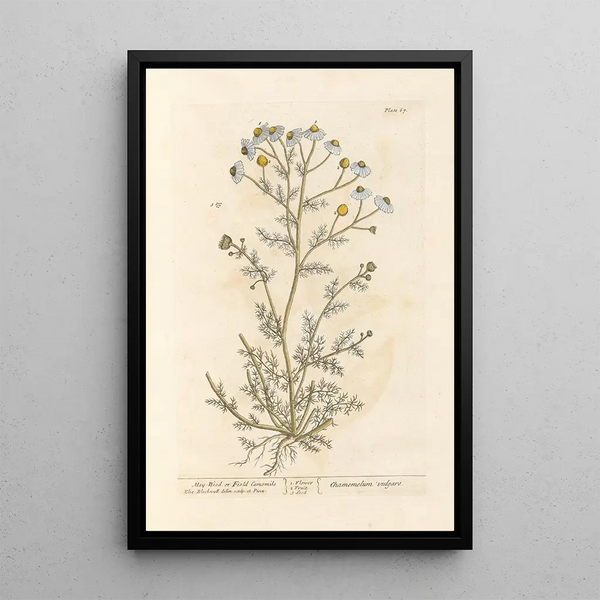 Camomille fétide ou matricaire - Elizabeth Blackwell — framed artwork on a wall