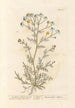 Camomille fétide ou matricaire - Elizabeth Blackwell — artwork view