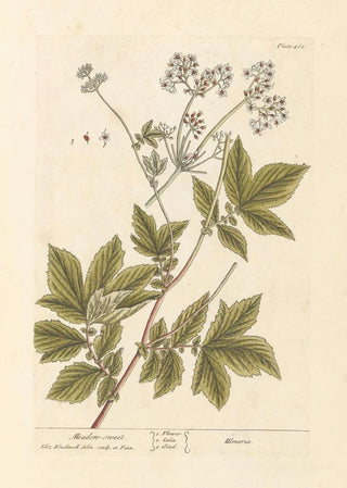Queen of Meadows - Elizabeth Blackwell — artwork view
