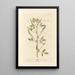 Mélilot - Elizabeth Blackwell — framed artwork on a wall