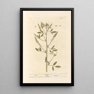 Mélilot - Elizabeth Blackwell — framed artwork on a wall