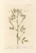Mélilot - Elizabeth Blackwell — artwork view