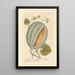 Melon - Elizabeth Blackwell — framed artwork on a wall