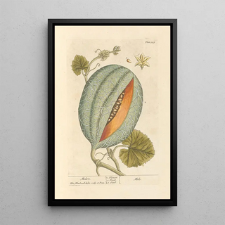 Melon - Elizabeth Blackwell — framed artwork on a wall
