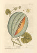 Melon - Elizabeth Blackwell — artwork view