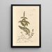 Mint Painting - Elizabeth Blackwell — framed artwork on a wall