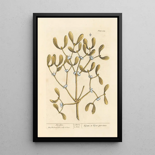 Gui - Elizabeth Blackwell — framed artwork on a wall