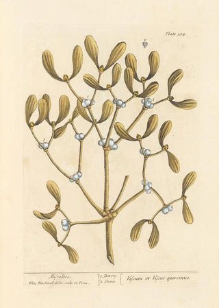 Gui - Elizabeth Blackwell — artwork view