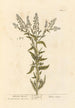 Mustard Mithridate - Elizabeth Blackwell — artwork view