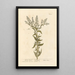 Mustard Mithridate - Elizabeth Blackwell — framed artwork on a wall