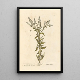 Mustard Mithridate - Elizabeth Blackwell — framed artwork on a wall