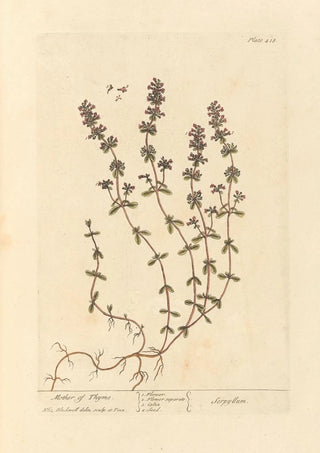 Serpolet - Elizabeth Blackwell — artwork view