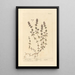 Serpolet - Elizabeth Blackwell — framed artwork on a wall