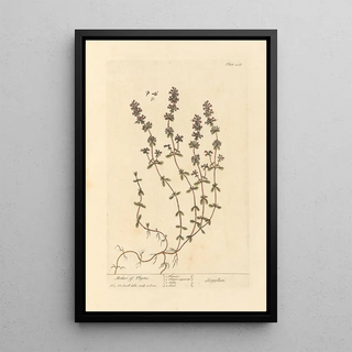 Serpolet - Elizabeth Blackwell — framed artwork on a wall