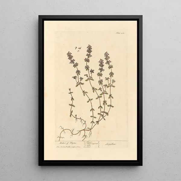 Serpolet - Elizabeth Blackwell — framed artwork on a wall