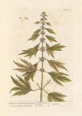 Marrube or white horehound - Elizabeth Blackwell — artwork view