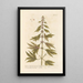 Marrube or white horehound - Elizabeth Blackwell — framed artwork on a wall