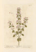 Calament des montagnes - Elizabeth Blackwell — artwork view