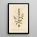 Calament des montagnes - Elizabeth Blackwell — framed artwork on a wall