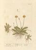 Ear of Mouse - Elizabeth Blackwell — artwork view