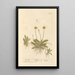 Ear of Mouse - Elizabeth Blackwell — framed artwork on a wall
