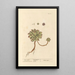Ail des souris - Elizabeth Blackwell — framed artwork on a wall