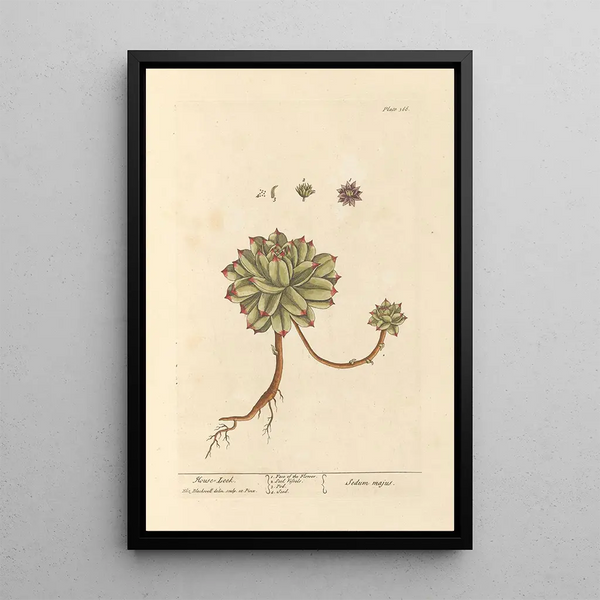 Ail des souris - Elizabeth Blackwell — framed artwork on a wall