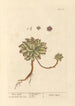 Ail des souris - Elizabeth Blackwell — artwork view